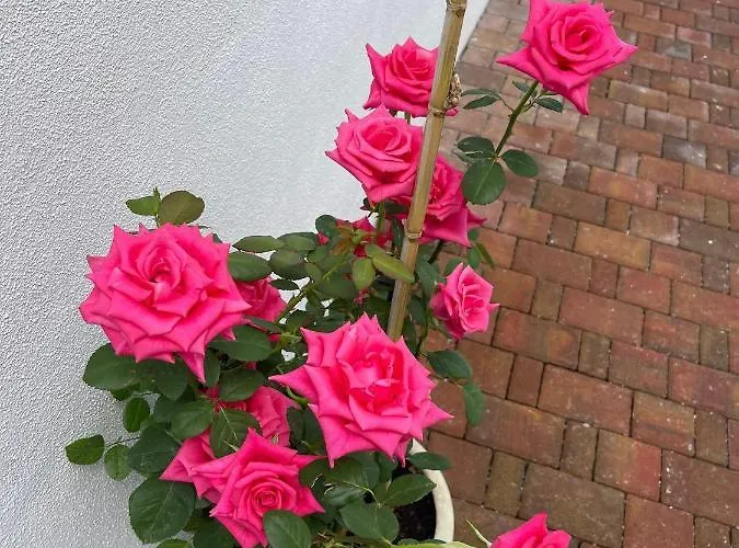 Bed & Breakfast La Perla Del Mare 2